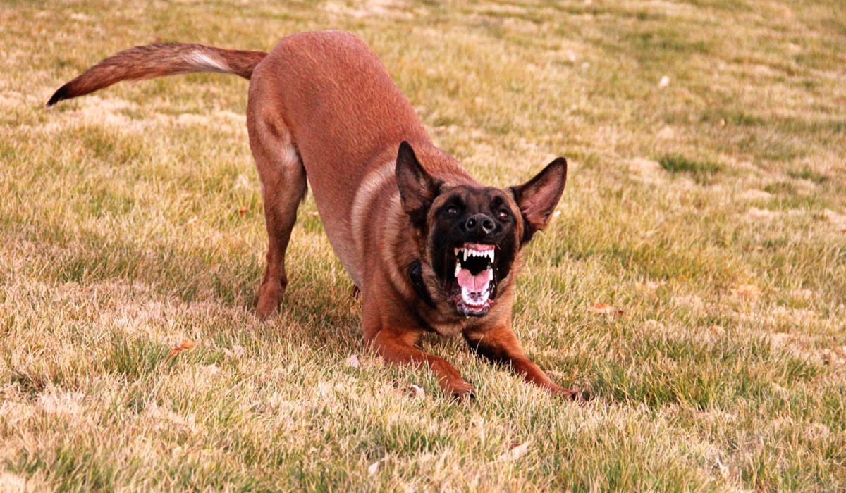 Dog 
