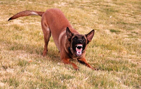 Dog 